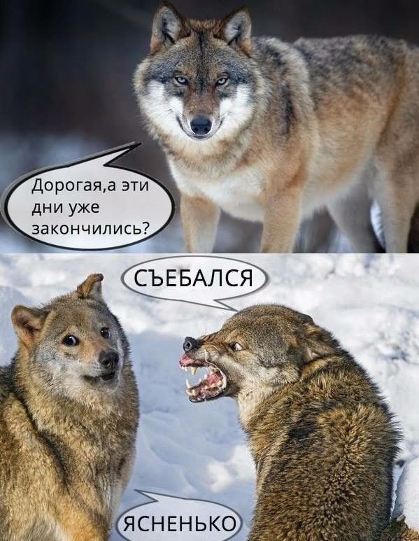 Волк, вцепившийся женщине в лицо, может поплатиться за это жизнью