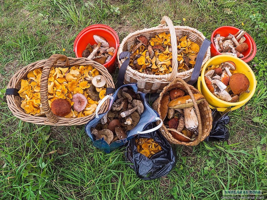 Собирание грибов в лесу. Сбор грибов в лесу. Сбор грибов в подмосковье. Грибники в лесу. Грибы в лесу в октябре.