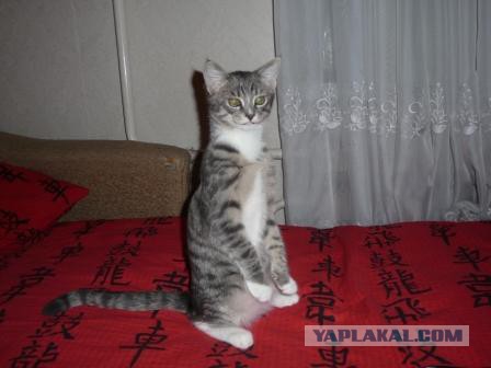 Котовторник 22.10.2013