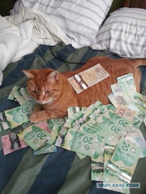 Котовторник 29.04.14.