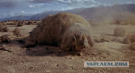 Есть следопыты на ЯПе?