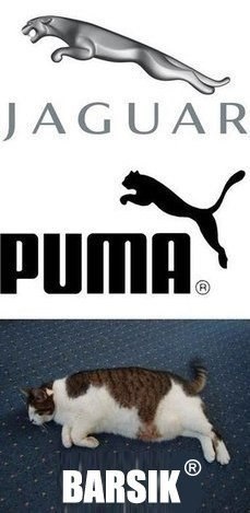 Котовторник