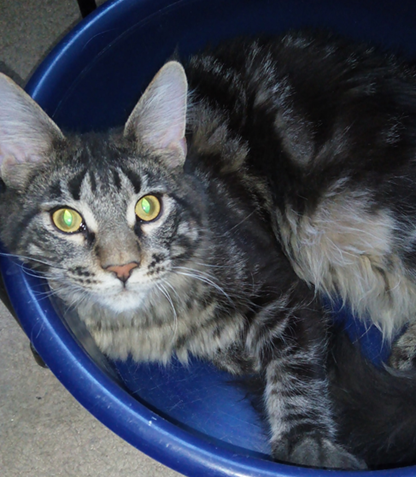 Котовторник 15.03