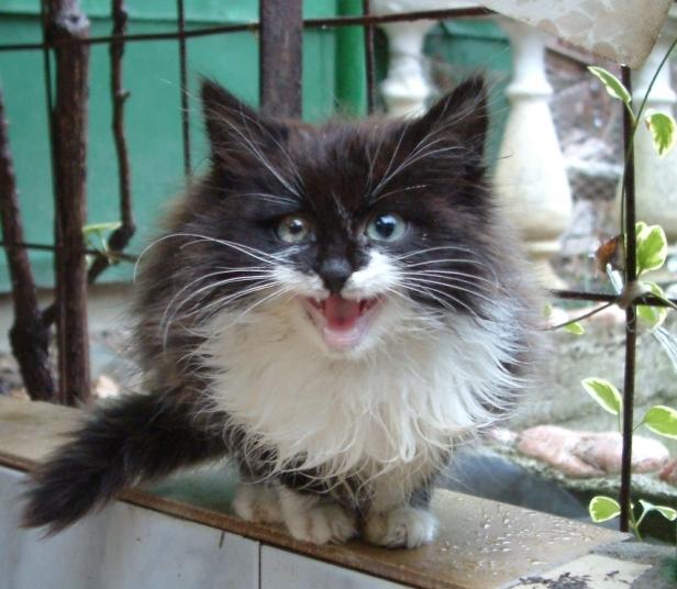 Коты, кошки, котята