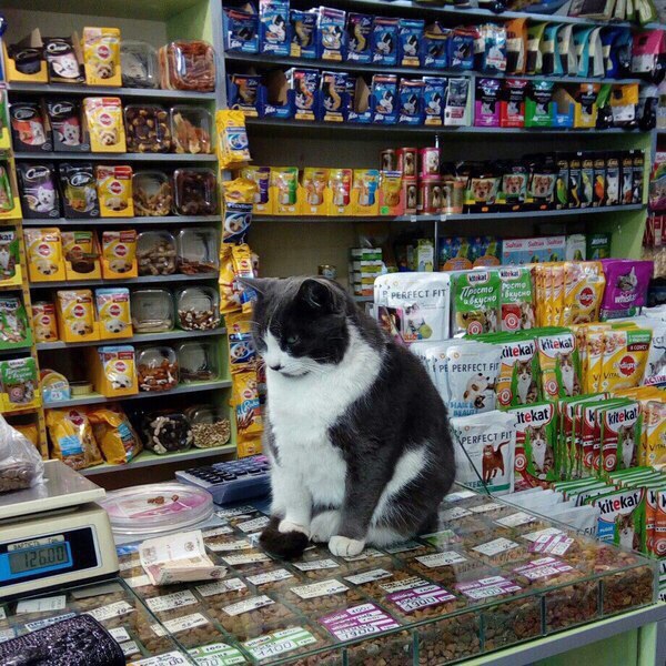 Коты и Кошки