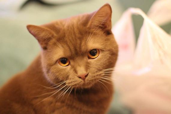 Коты и Кошки