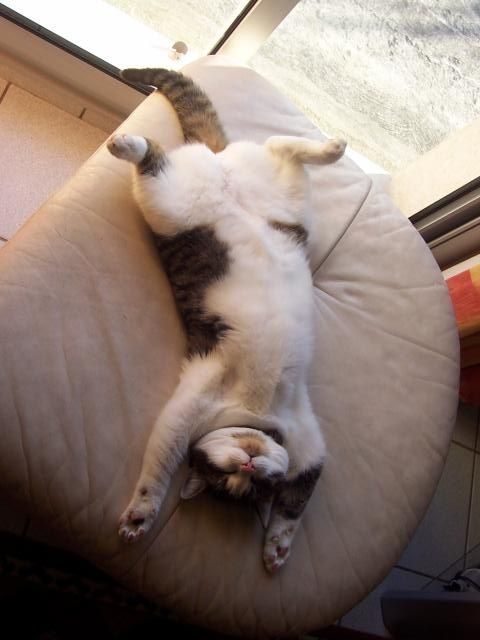 Кот без прикрас