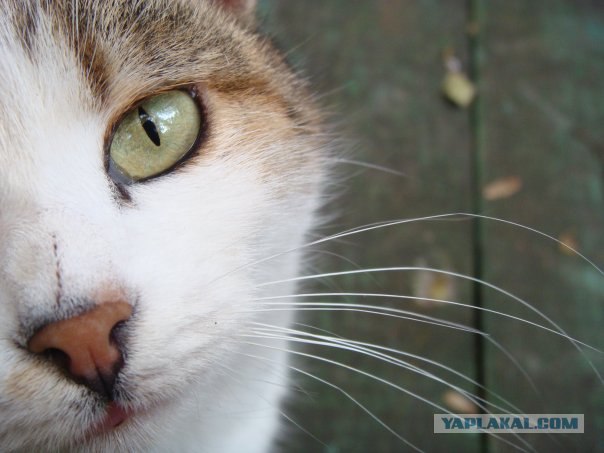 Котовторник на ЯПлакалъ (15.07.2008)