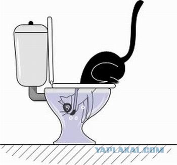 Что может кот делать в туалете?