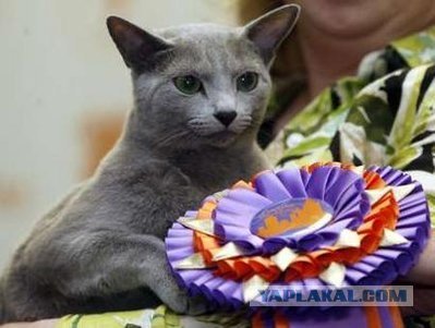 Iams Cat Championship в Нью- Йорке