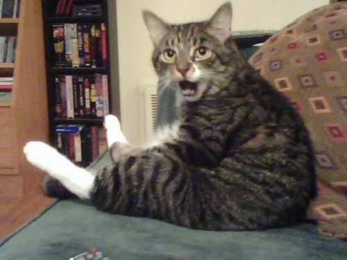 Забыли котовторник? А вот он!