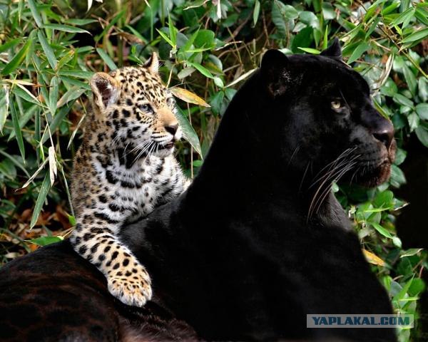 Большие кошки. Черные. (33 фото)