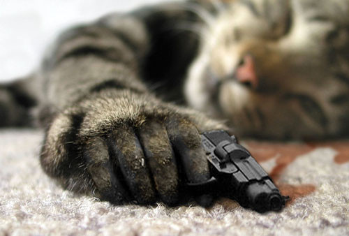 Боевые коты