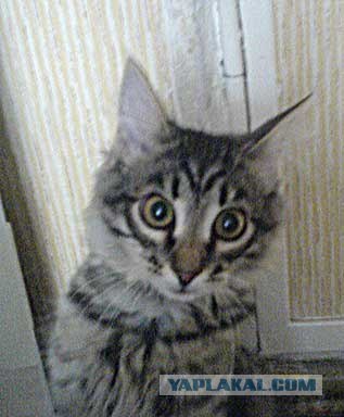 Котовторник  07.06.11