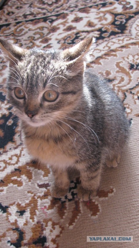 Первый котовторник июля