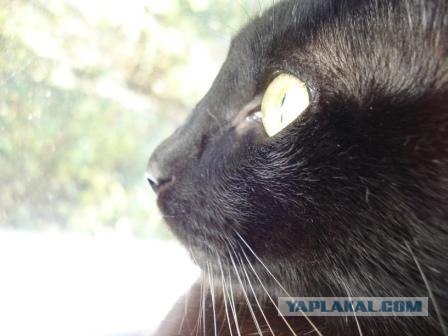 Котовторник! 11.10.11