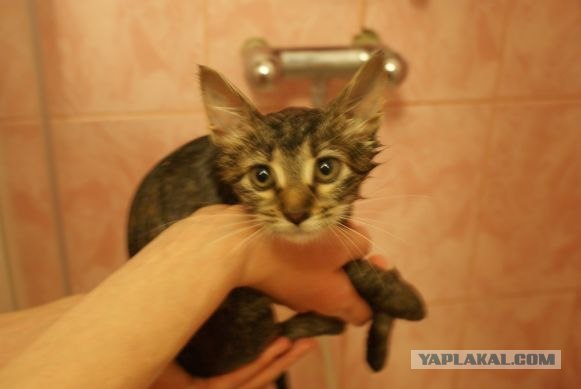 Котовторник 17.04.2012