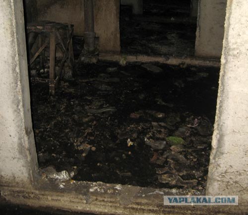 Тихий пруд... внутри дома!