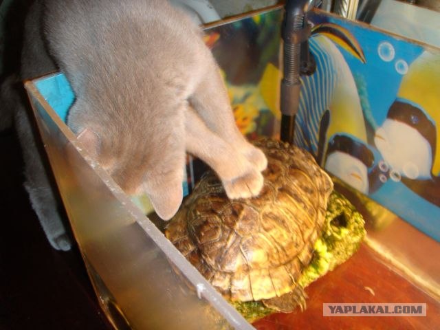 Котовторник  28.08.12