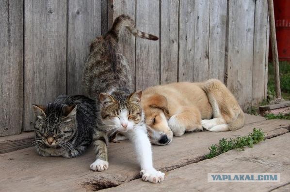 Странные фотки котеек