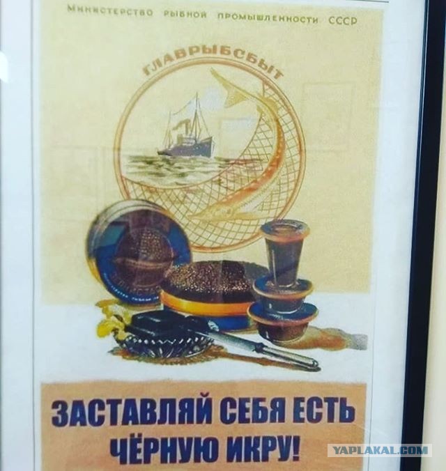 Цена на икру на Камчатке 2020. Перед Новым годом