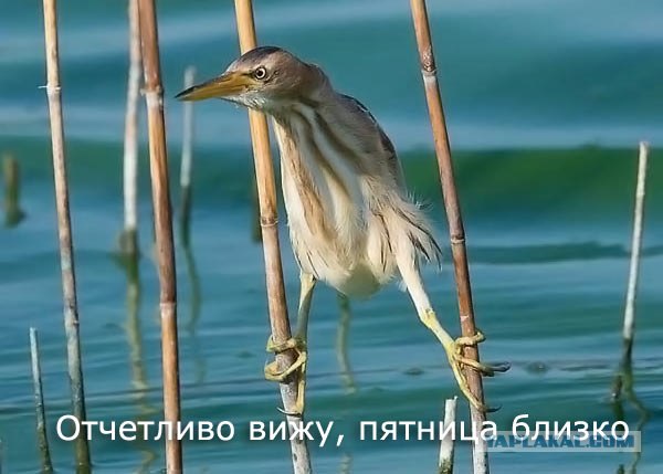 Подборка пятничного позитива! В рот мне уши!