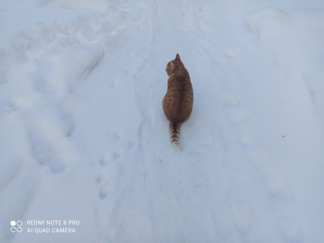 Вчера с женой решили кастрировать кота...