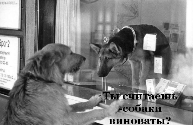 Ох уж эти собаки!