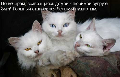 Картинки с котами и про котов