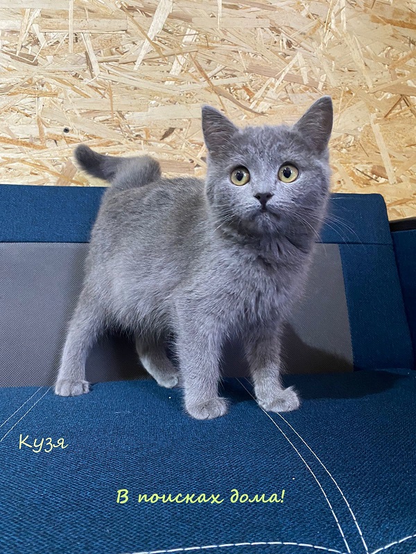 Жизнь домашнего приюта "Котоленд" 315