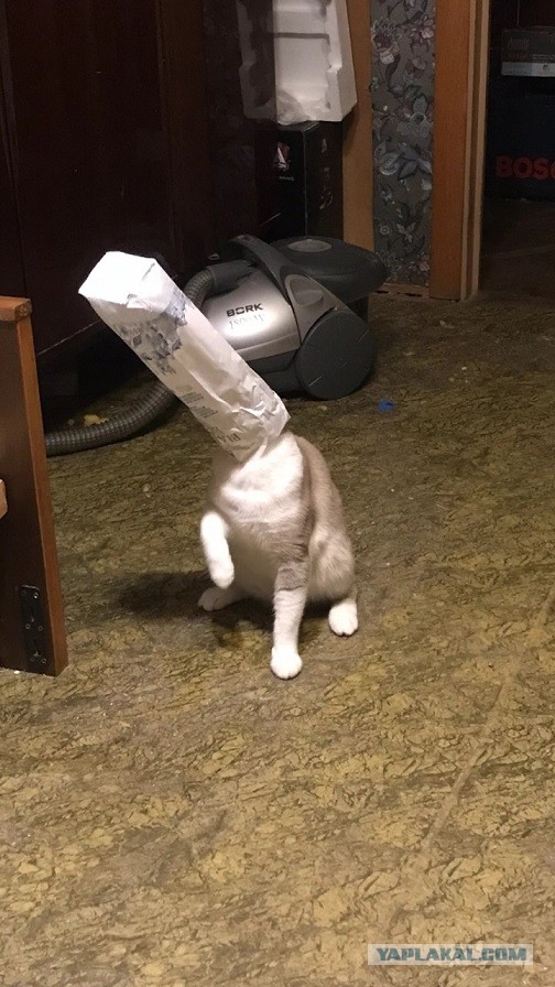 Без кота жизнь не та