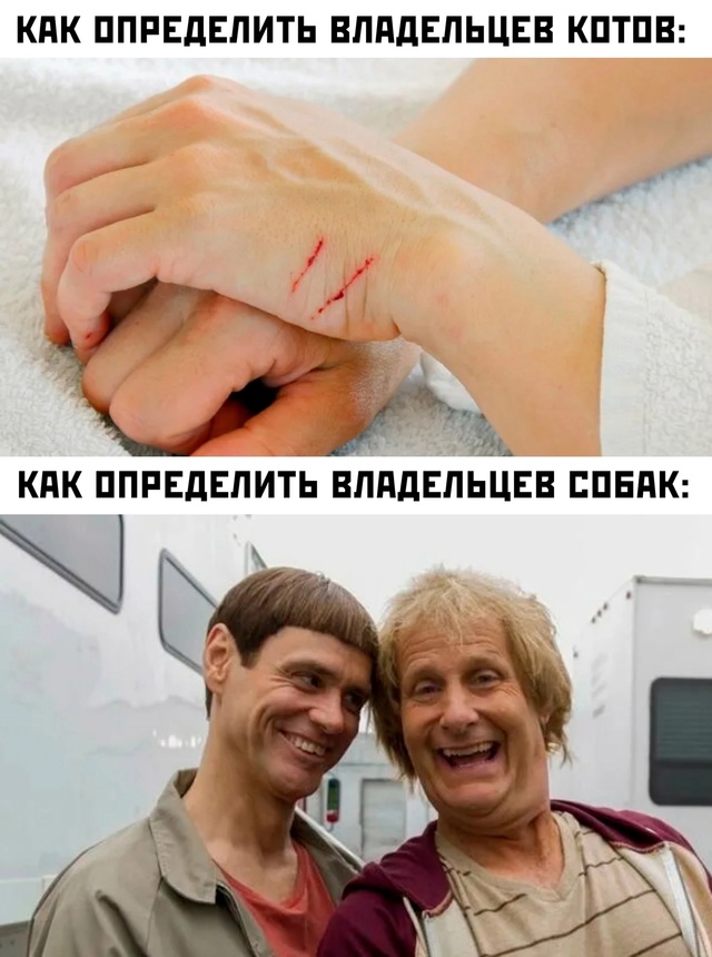 Чем отличаются люди, у которых есть кошки, от людей, у которых их нет? Тест и его результаты