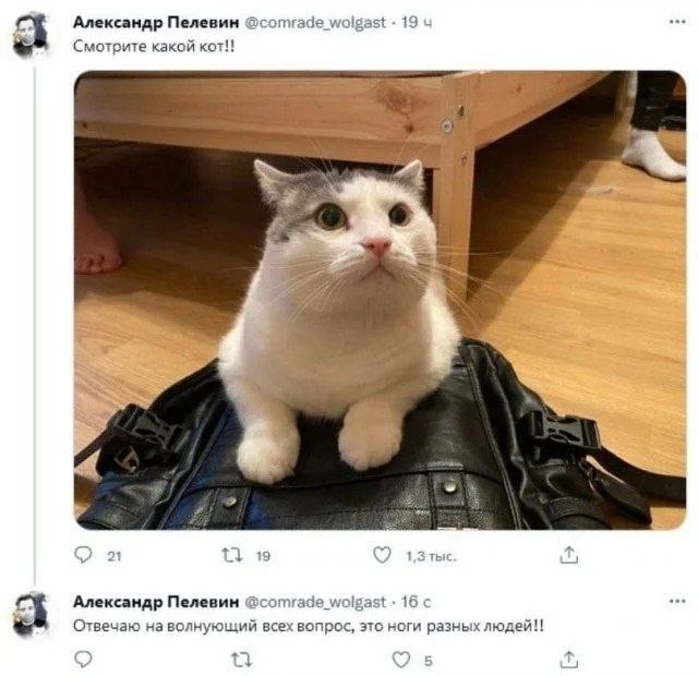 К котовторнику: подборка картинок-баянов с котиками и про котиков. Выпуск 38.