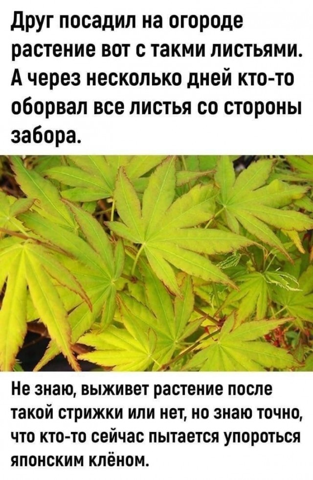 Мемы 30 штук к понедельнику