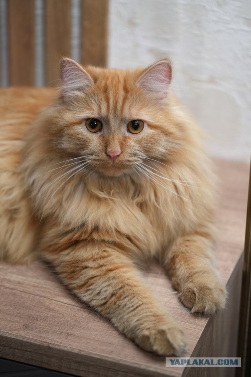 К-котовторник