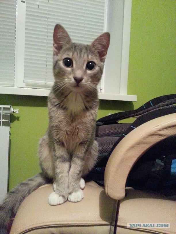 "Подобрал вот"