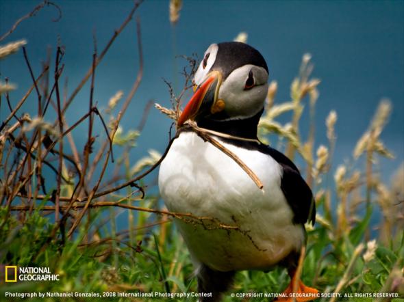 Лучшие фотографии от National Geographic 2009