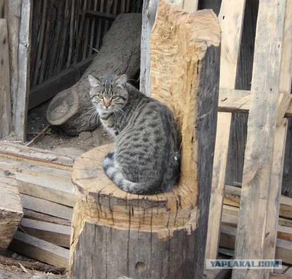 Котовторник 22.04.2014