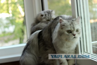 Счастливая Черепашка