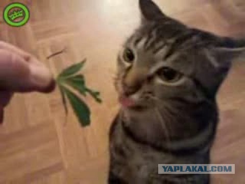 А вот вам: Как влияет алкоголь на мозг.