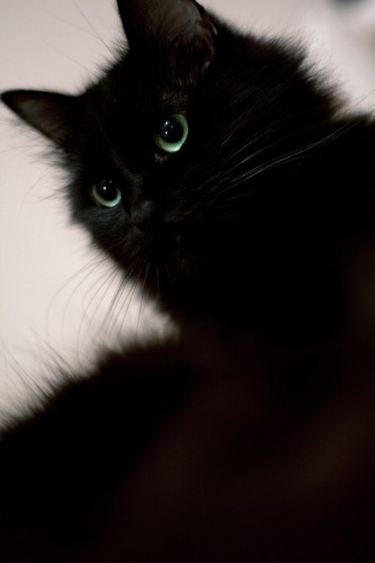 Котовторник 9.12.2014