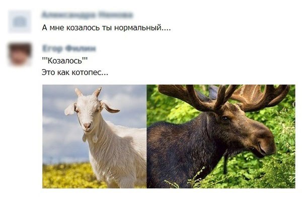 Смешные комментарии из социальных сетей