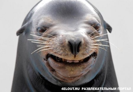 Картинки и прочее