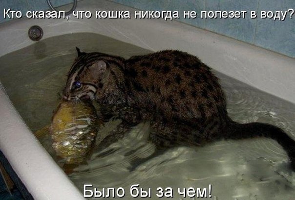 Картинки и демотиваторы