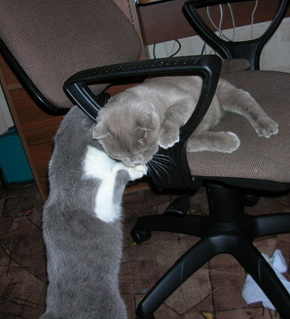 Коты, кошки, котята