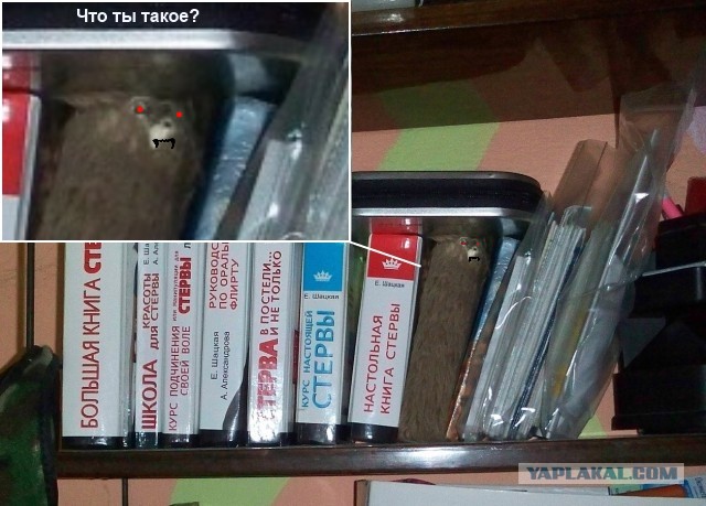 "Первый раз зашел к девушке в гости, а там..."