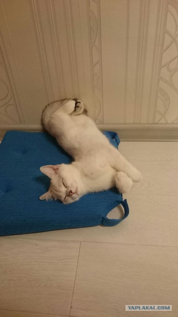 Котовторник 16.02.16