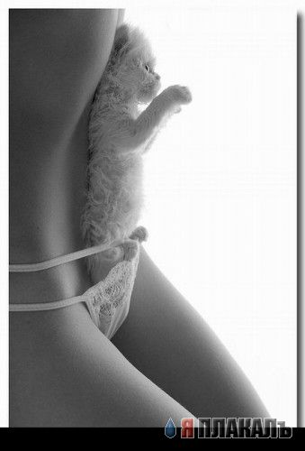Котовторник!