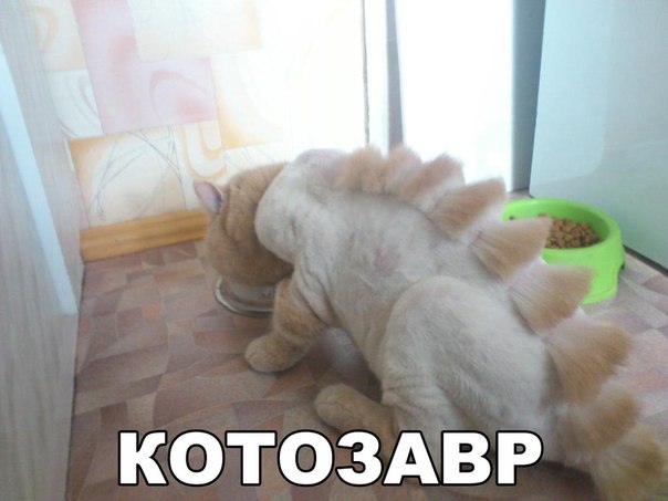 Мохнатые беспредельщики