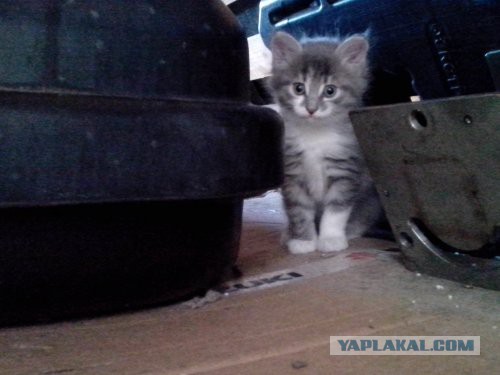 Котовторник. Алиса. Одно из лучших творений природы.